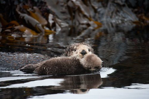 В тихой гавани звери плавали