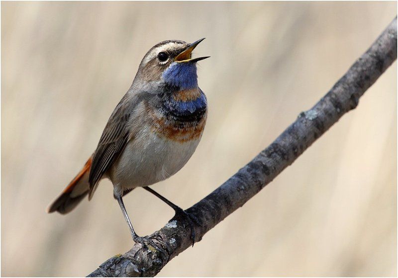 варакушка,самец *** фото превью