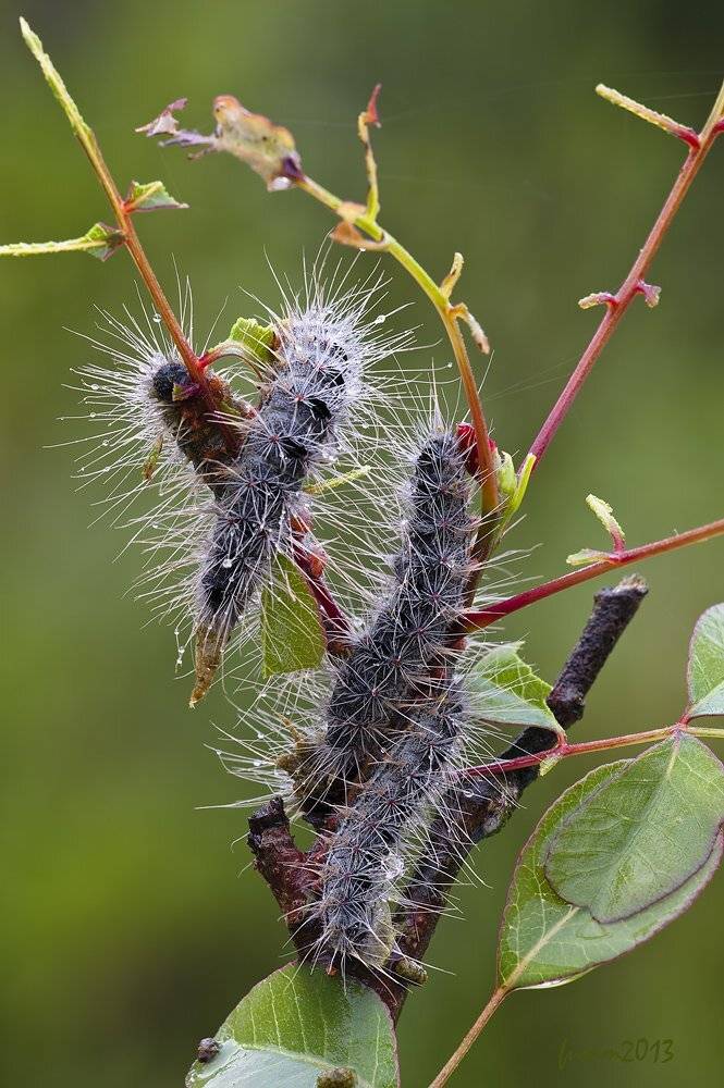 , Игорь ФУММ