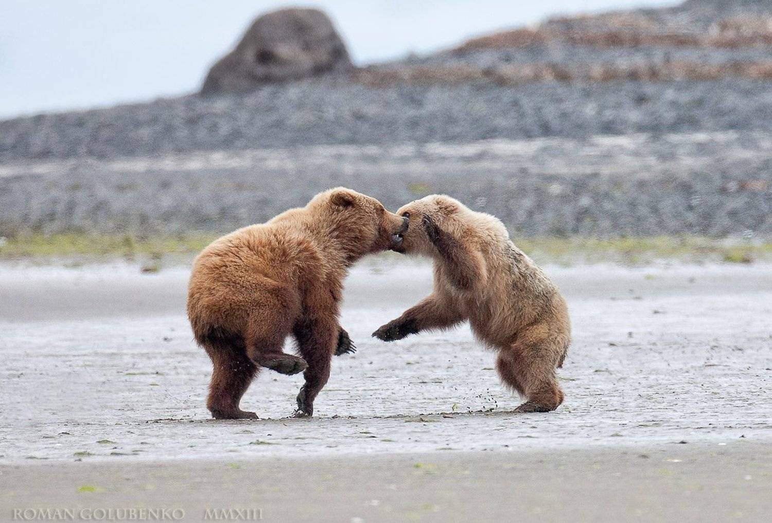 , Роман Голубенко