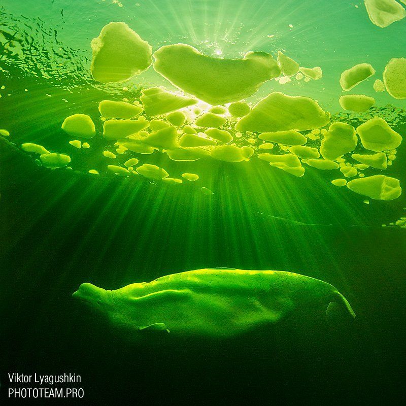 Весеннее солнце и белухе приятно фото превью