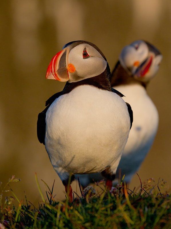 Ку-ку фото превью