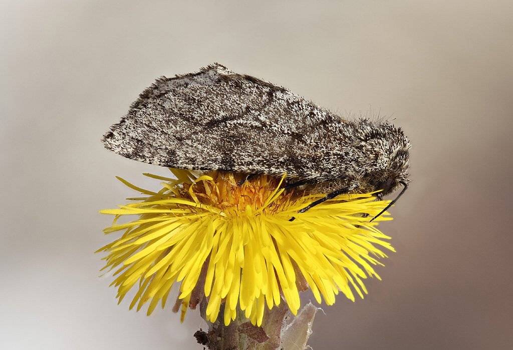 , Сергей Таланов