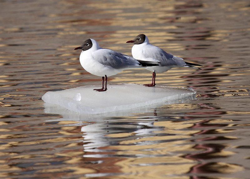 *** фото превью