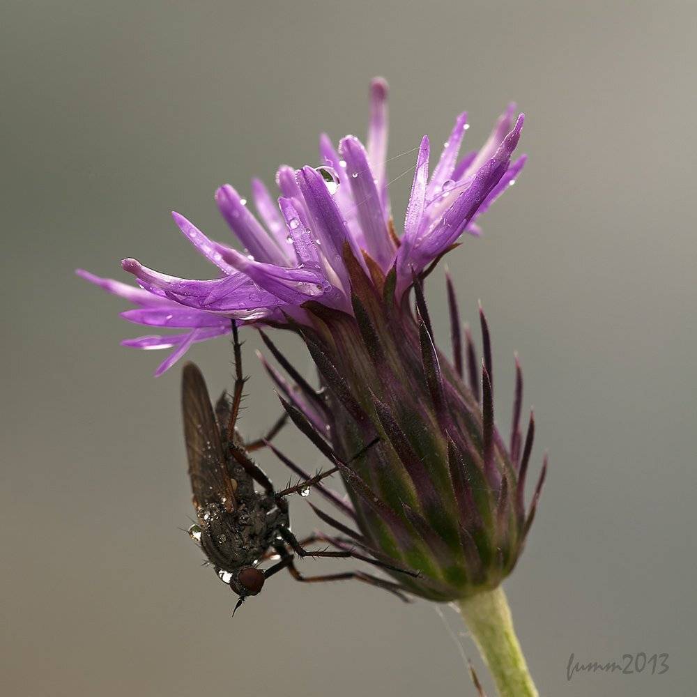 , Игорь ФУММ