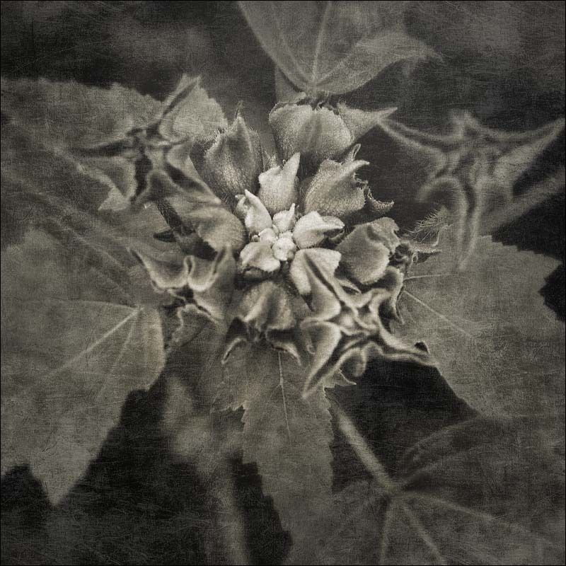 Flora фото превью