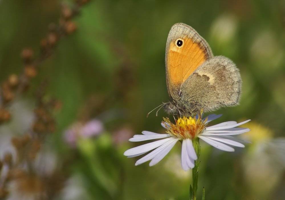, Чепленко Алексей