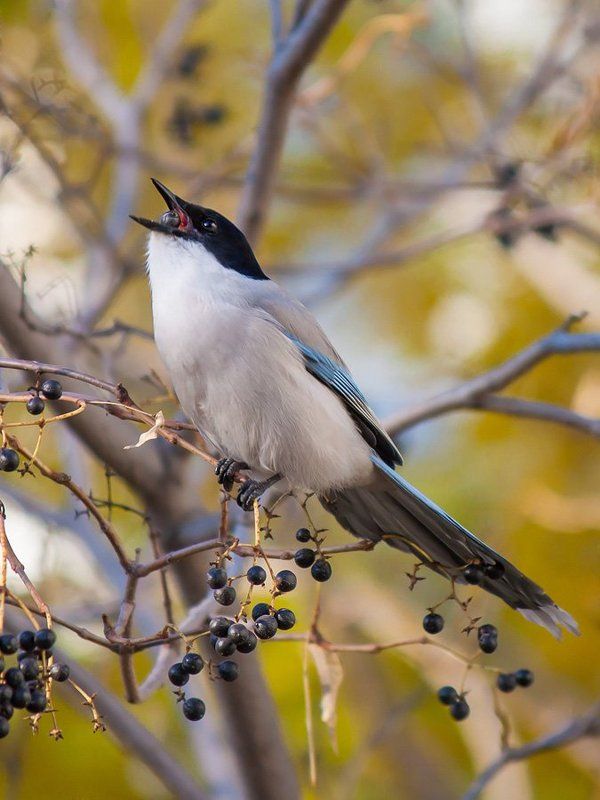 голубая сорока фото превью