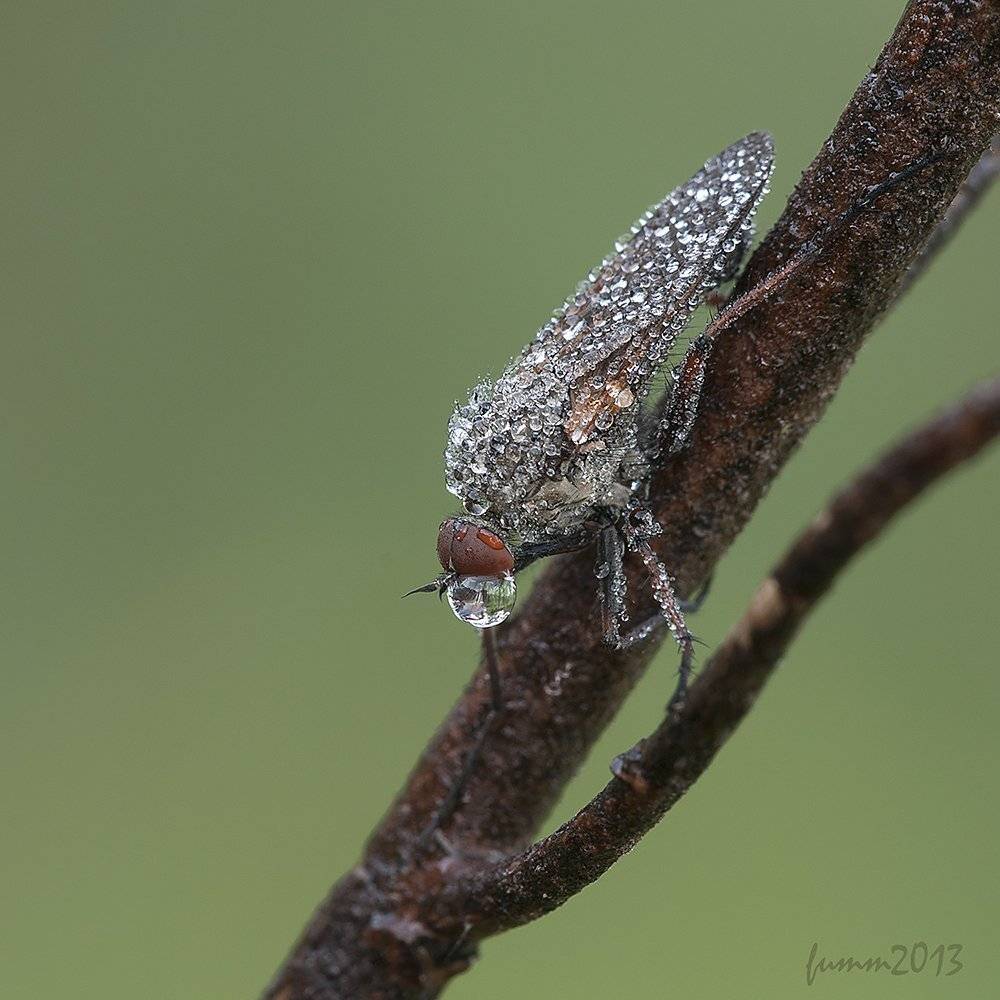 , Игорь ФУММ