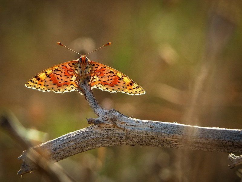 Разукрашенное лето. фото превью