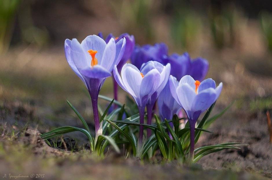 , Любомир Тригубишин