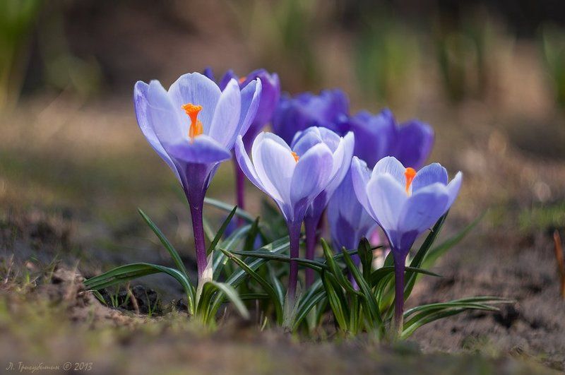 Равняйсь... Смирно! фото превью