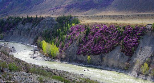Чуйская весна