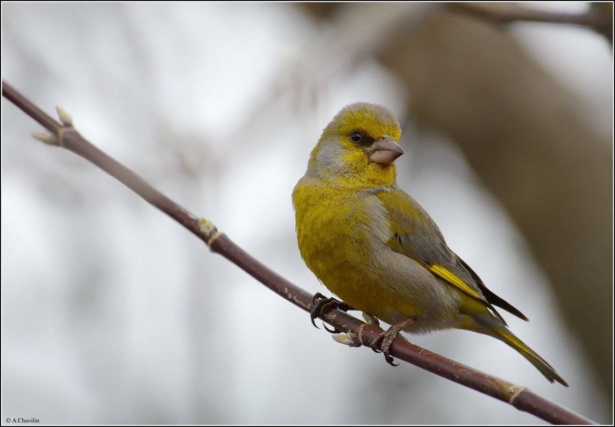 птица,зеленушка,самец, Александр Чувилин