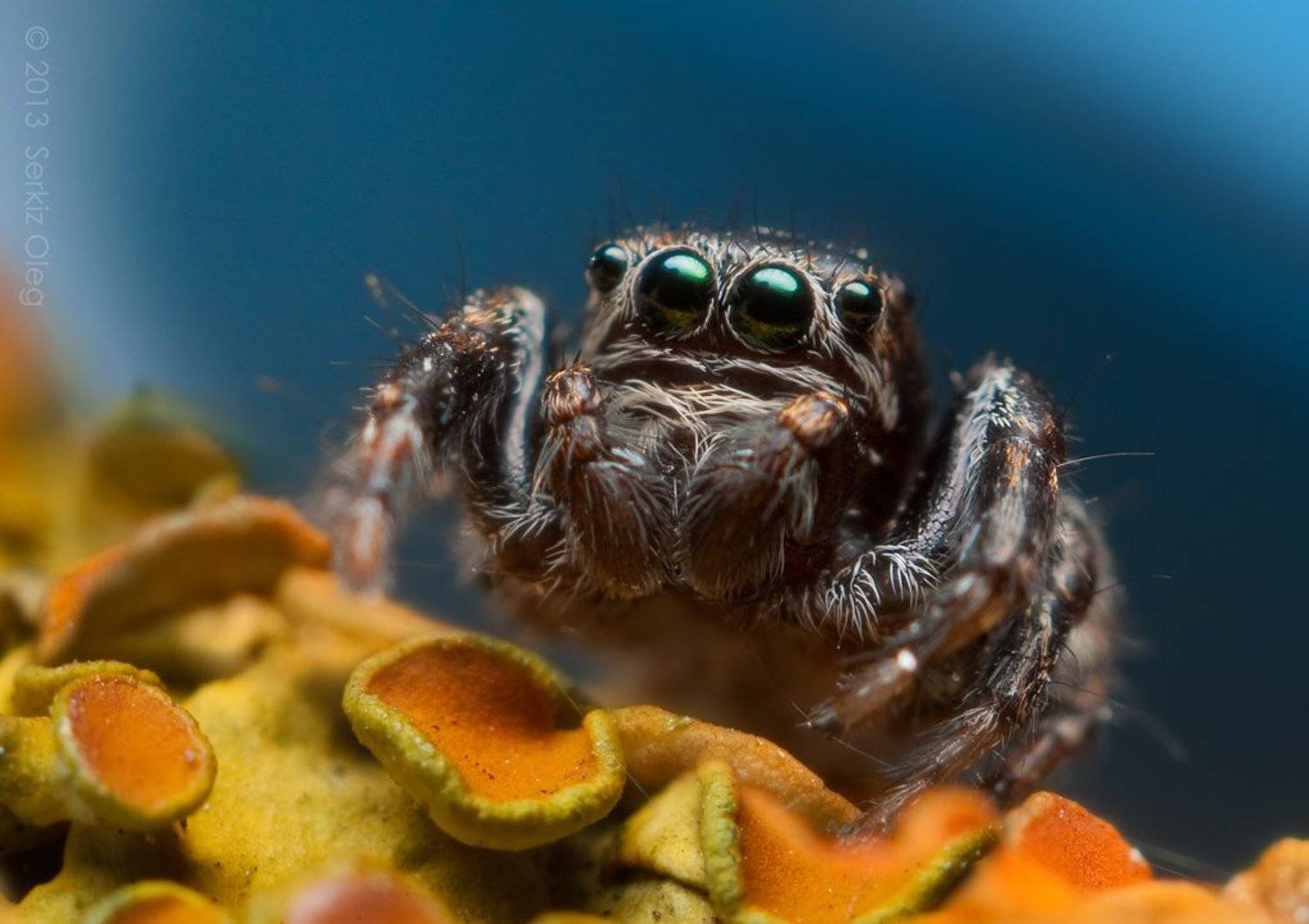 jumping spider, macro, close-up, nature, evarcha arcuata, small, cute, eyes, jump, spider, art, ukraine, chernivtsi, oleg serkiz, олег серкиз, макро, паук скакунчик, Oleg Serkiz