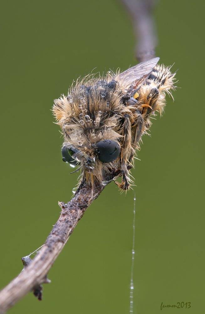 , Игорь ФУММ