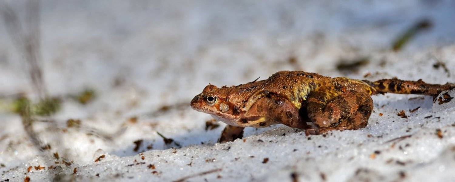 , Курочкин Валерий