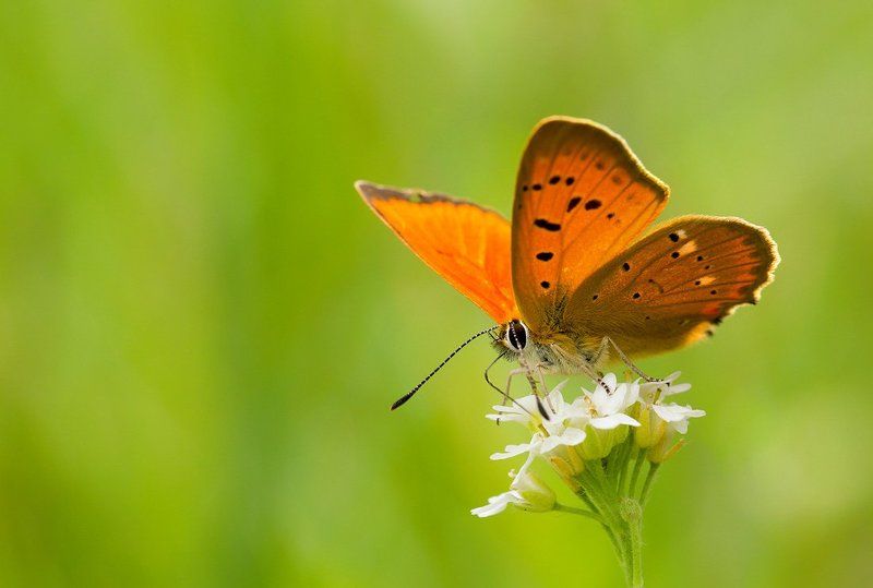 * фото превью