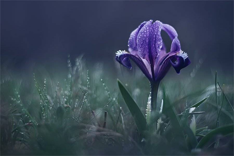 , Наталья Ова