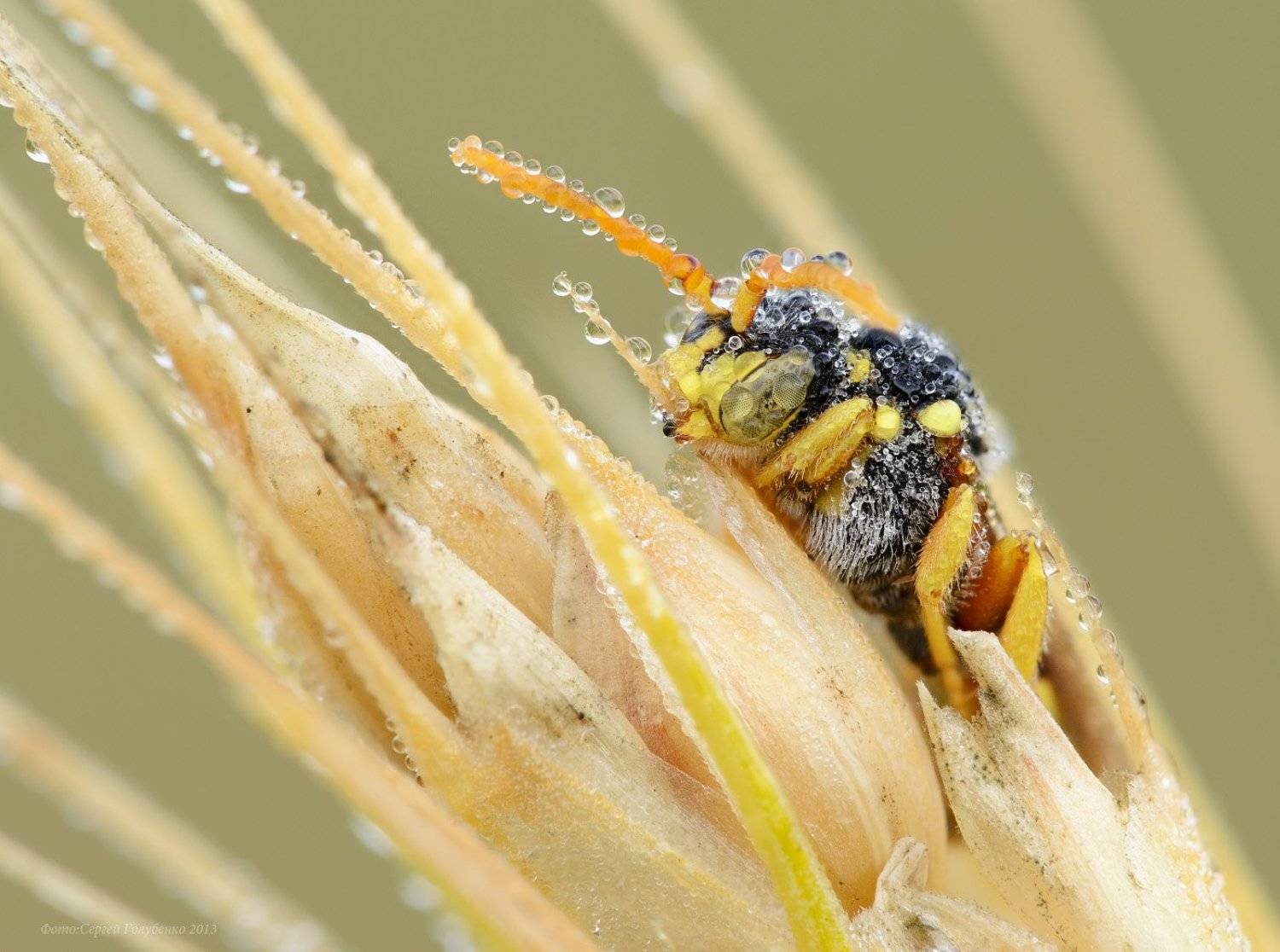 , Сергей Голубенко