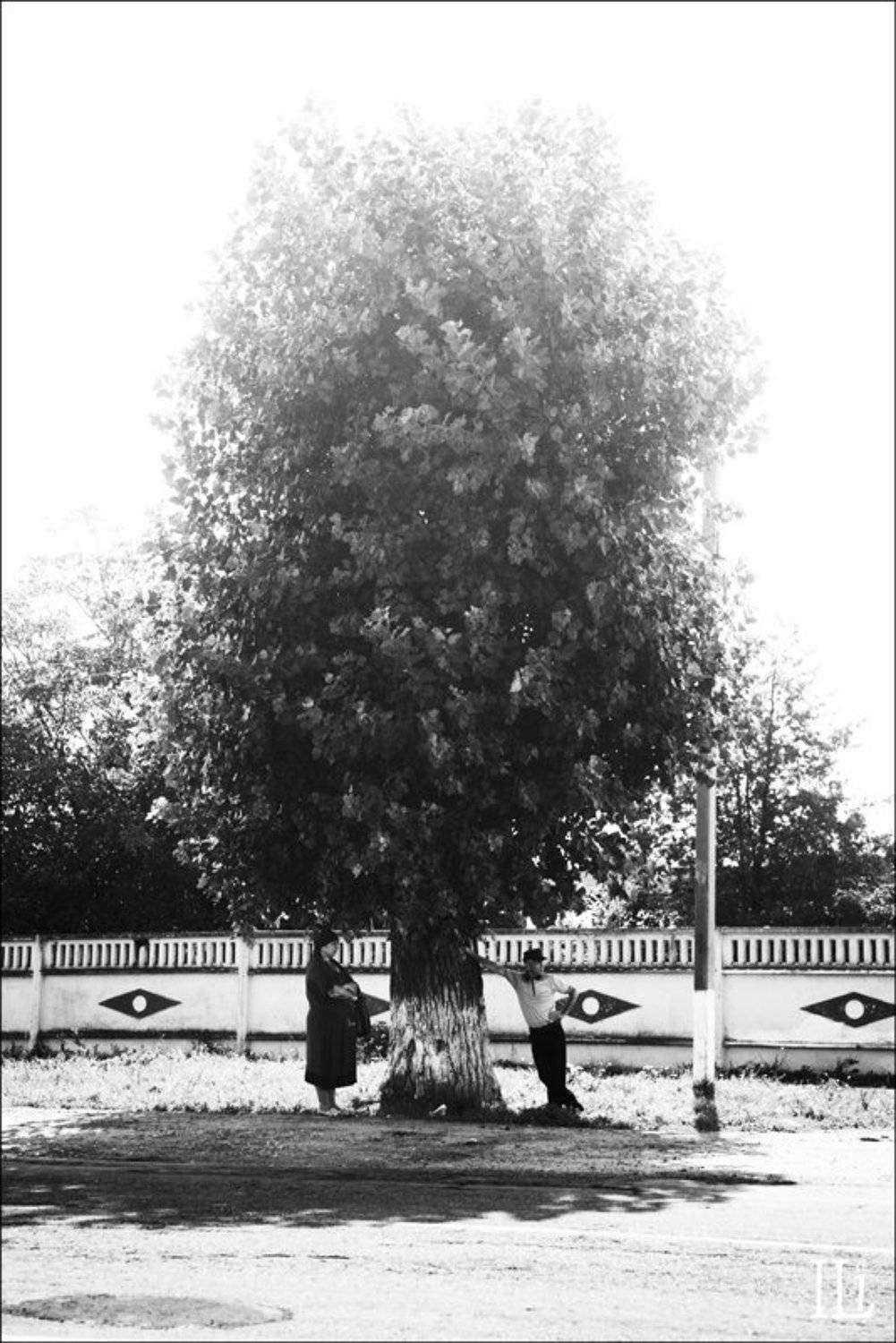 дерево, тень, Илья Панфилов