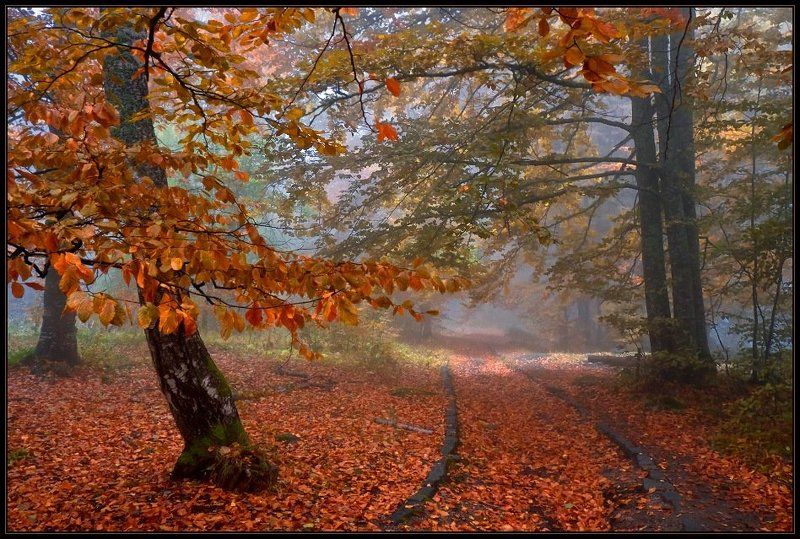 bulgaria, vitosha  фото превью