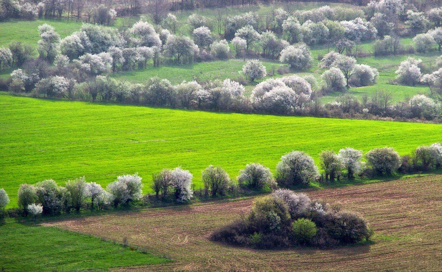 , Ирина Костова