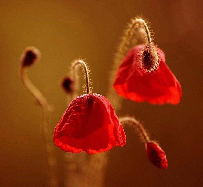 , Kasia Mycatherina Pietraszko