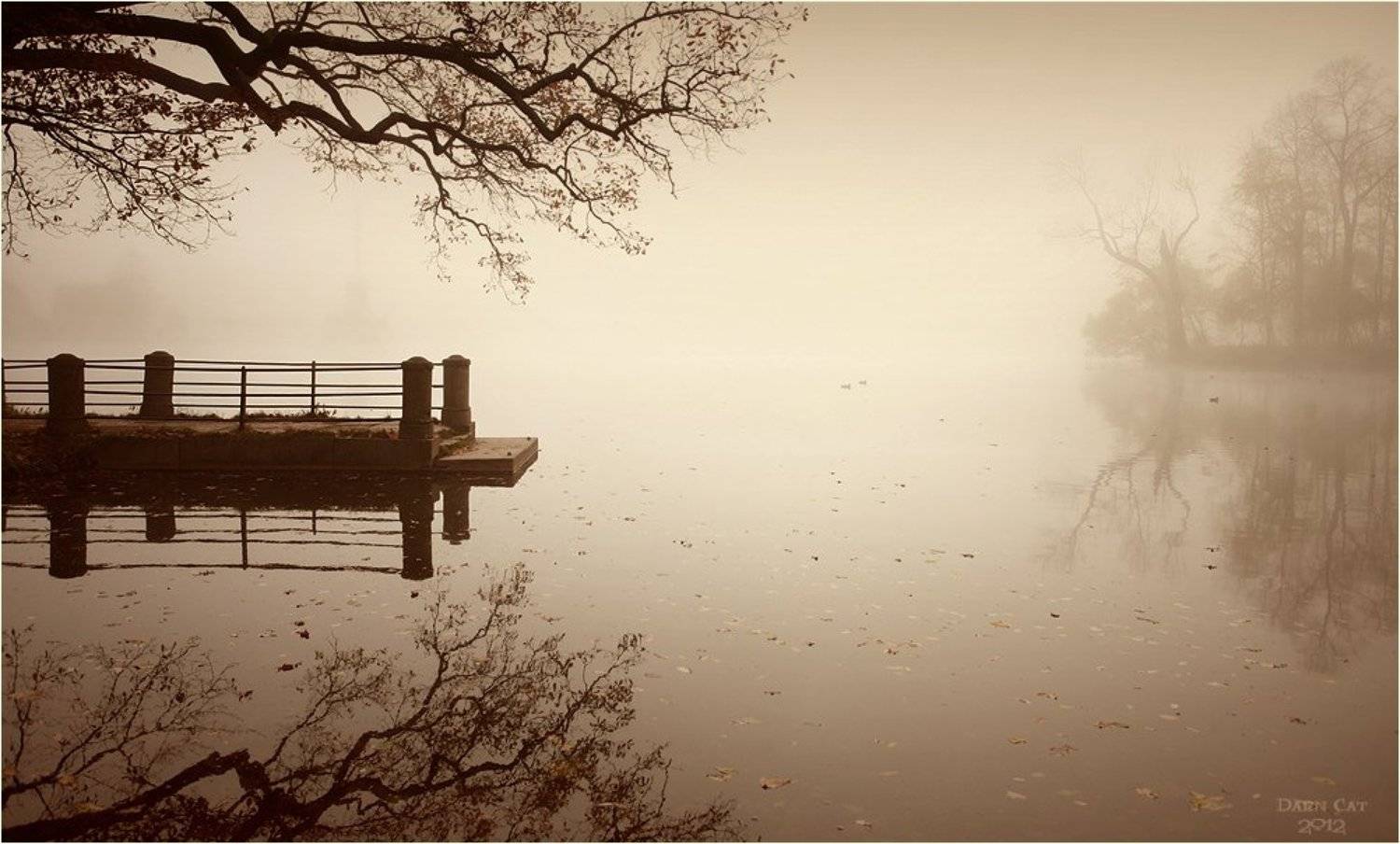 питер, парк, туман, пристань, ветки,  отражение, листва, остров, Darn Cat