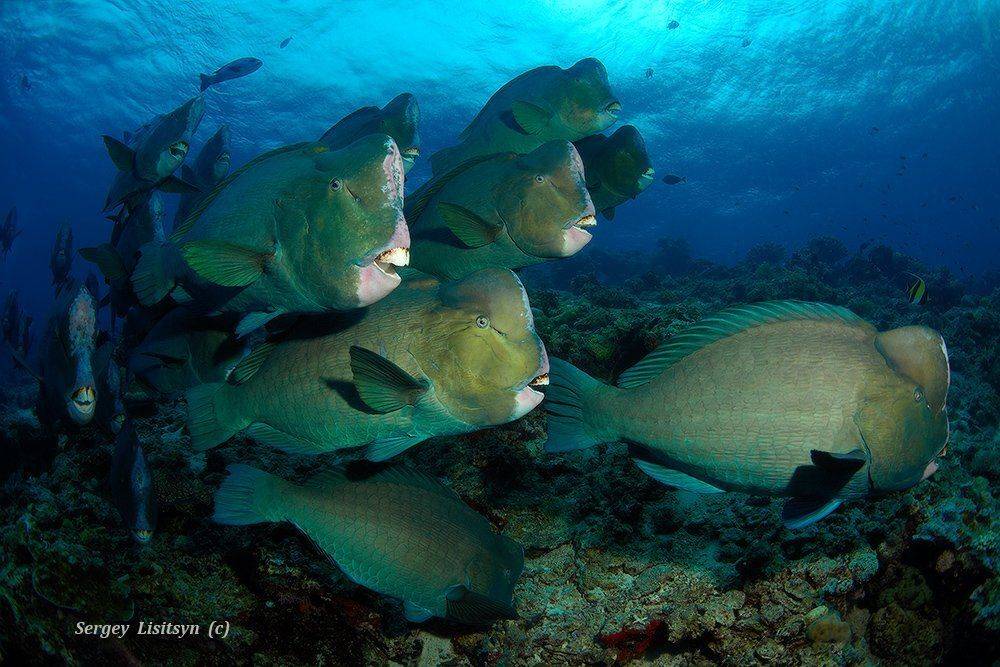 сипадан., шишколобые, попугаи., Sergey Lisitsyn