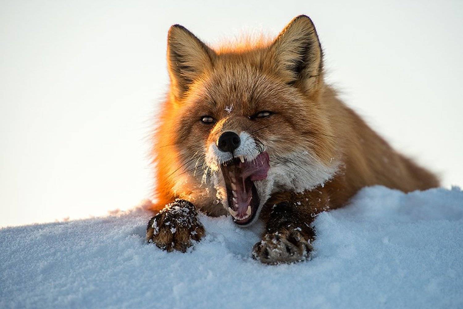 , Иван Кислов