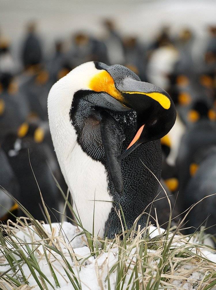 , Андрей Ведерников