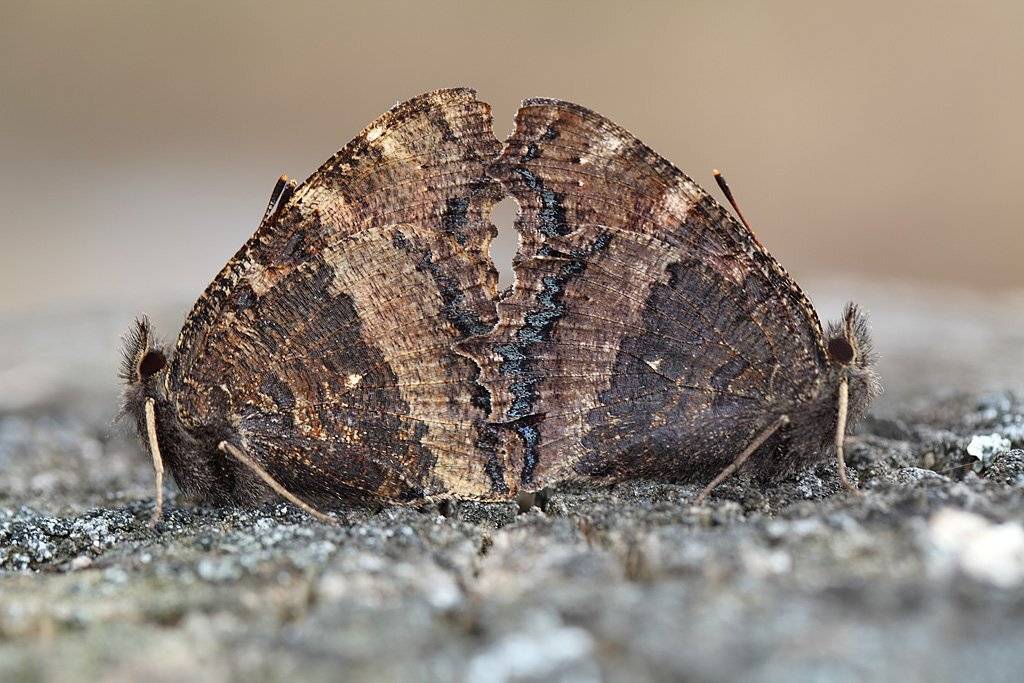 , Сергей Таланов