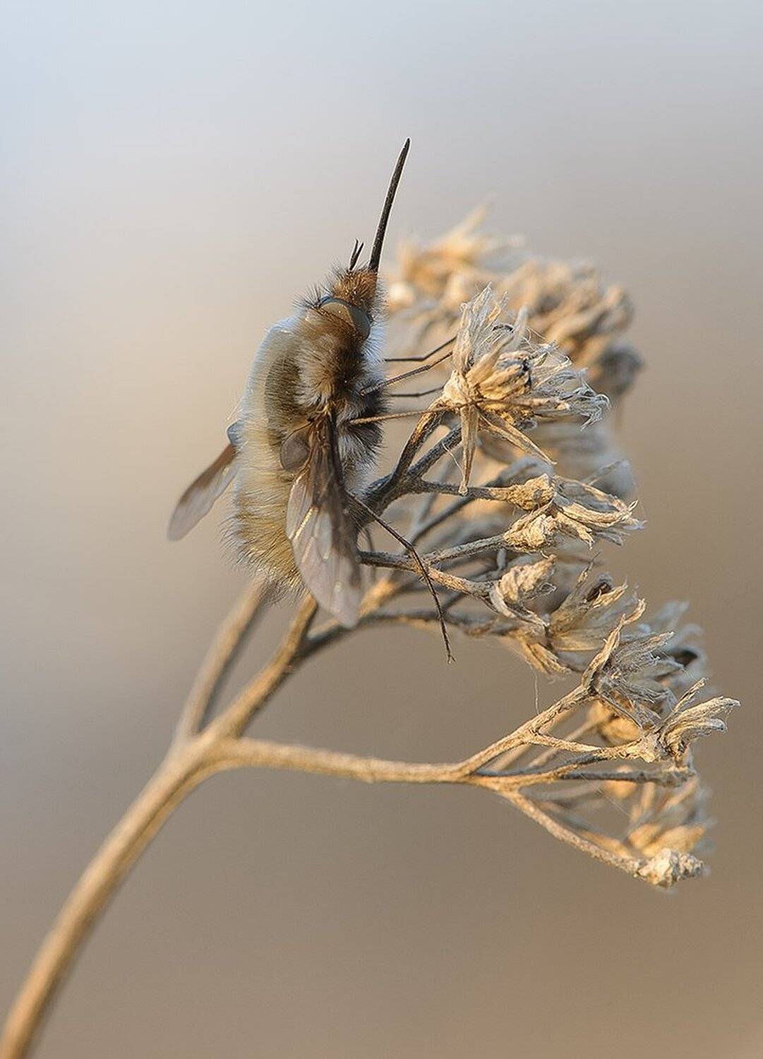 , Кузнецов Дмитрий