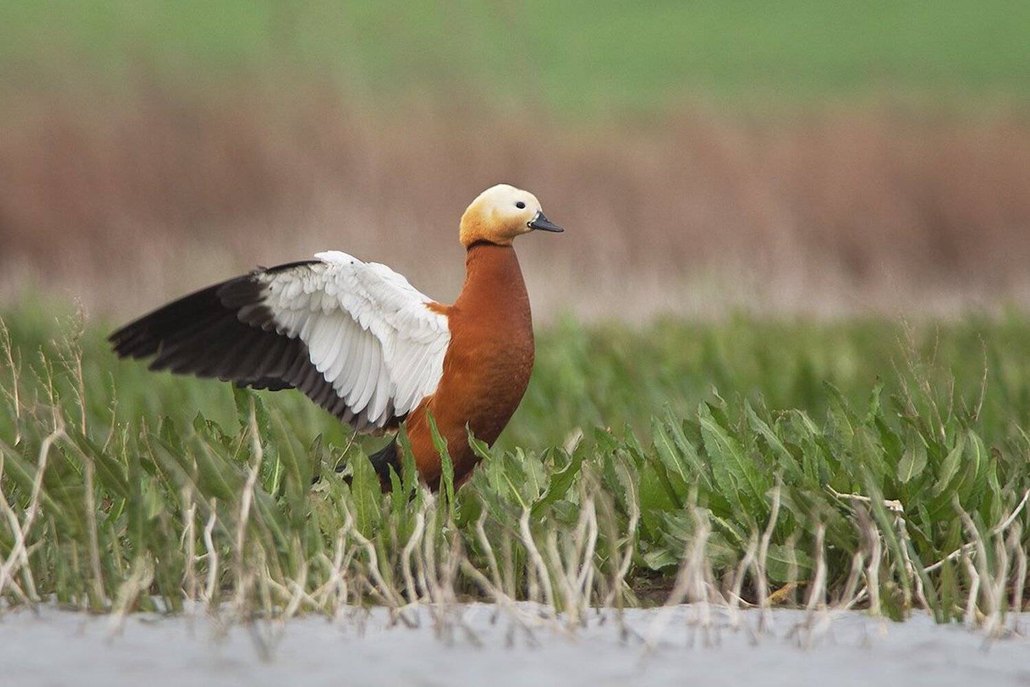 , Евгени Стефанов