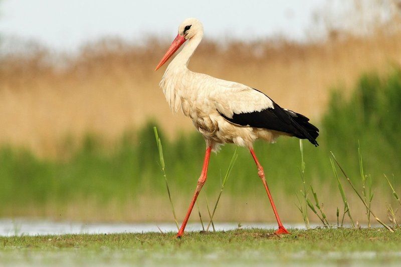 * фото превью