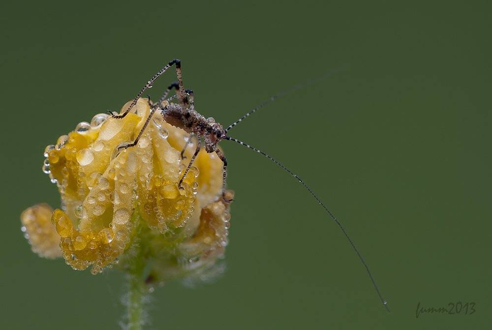 , Игорь ФУММ