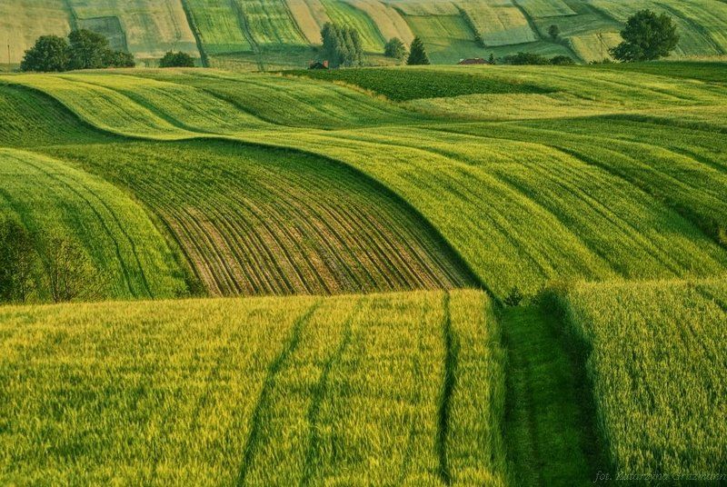 green wave фото превью
