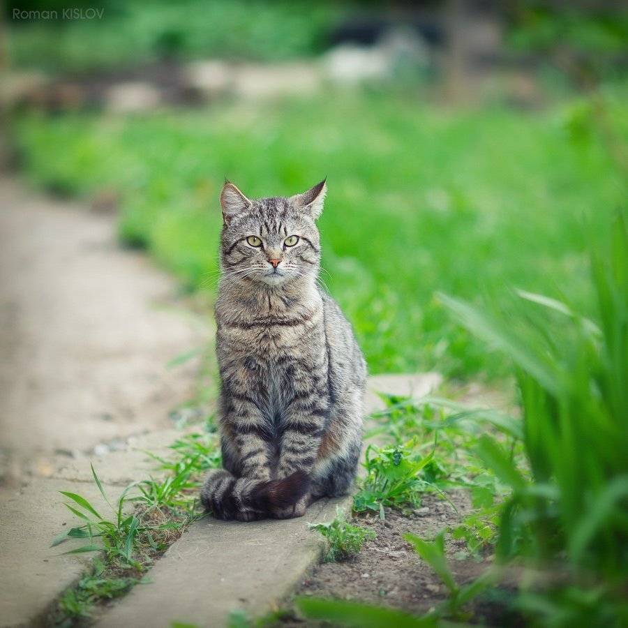 , Роман Кислов