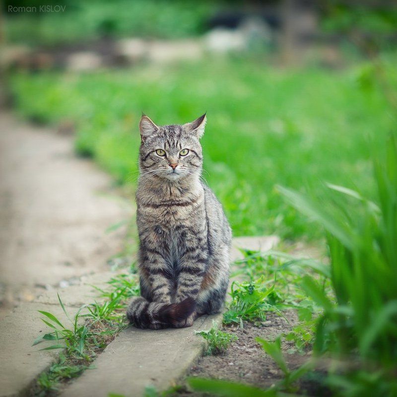 *** фото превью