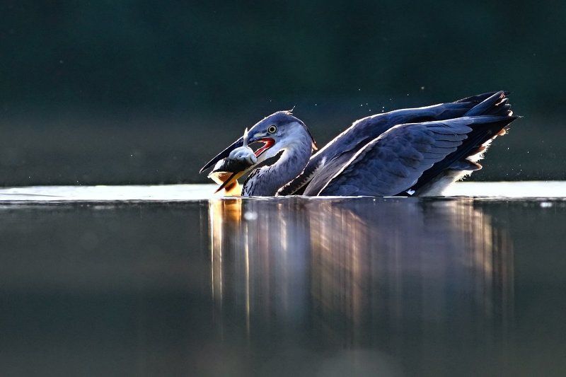 Grey Heron фото превью