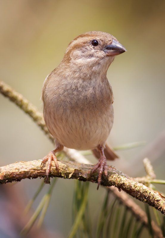 Sparrow фото превью