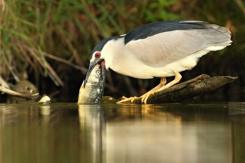 Black-crowned Night Heron фото превью