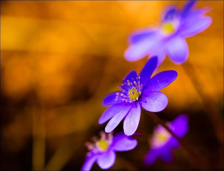 , Бурлов Андрей