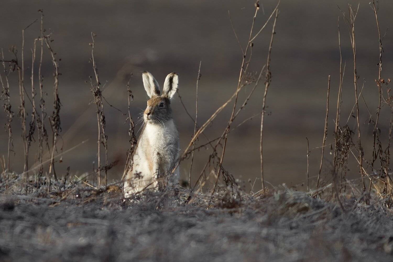 , Вилюнов Дмитрий