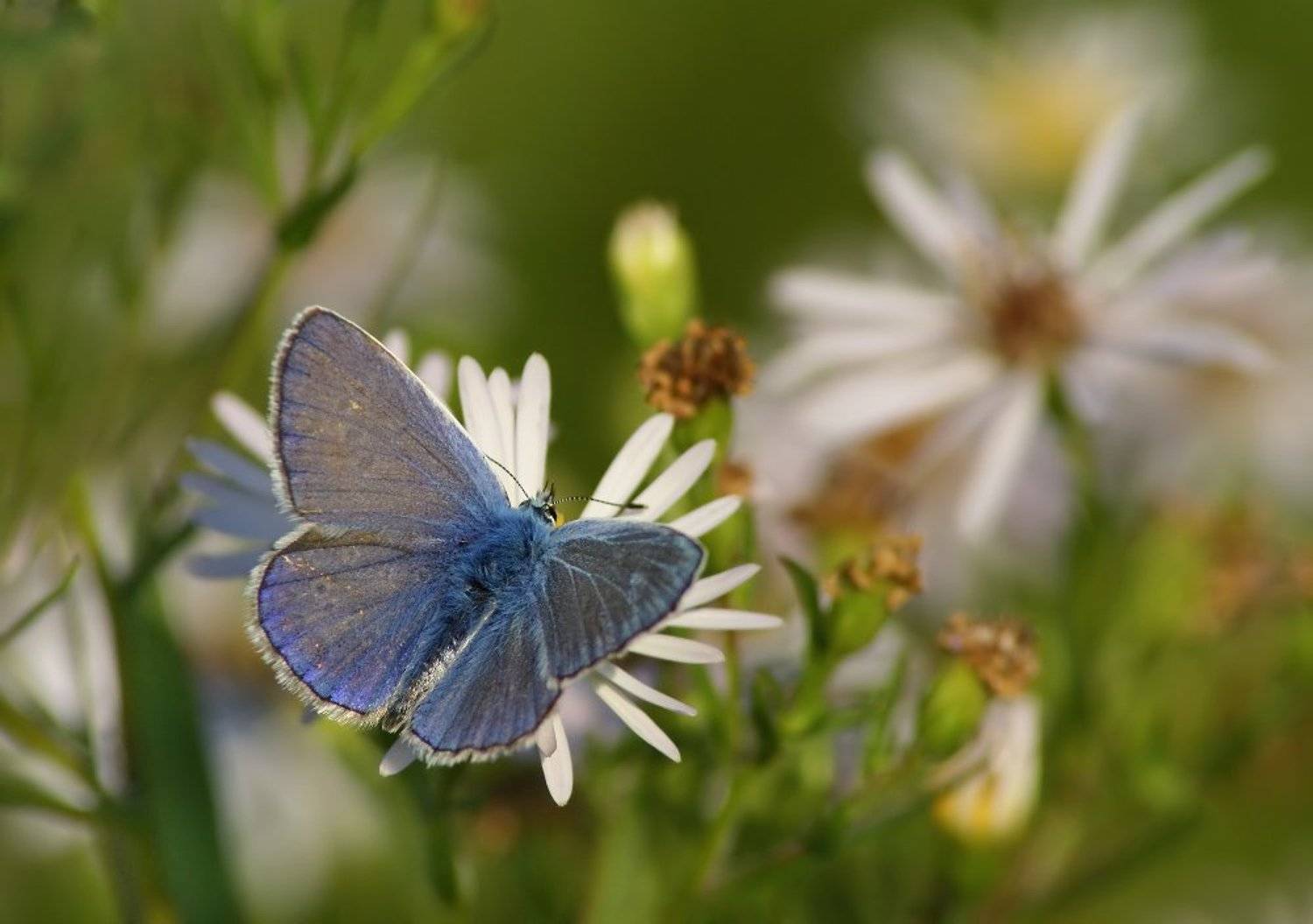 , Чепленко Алексей