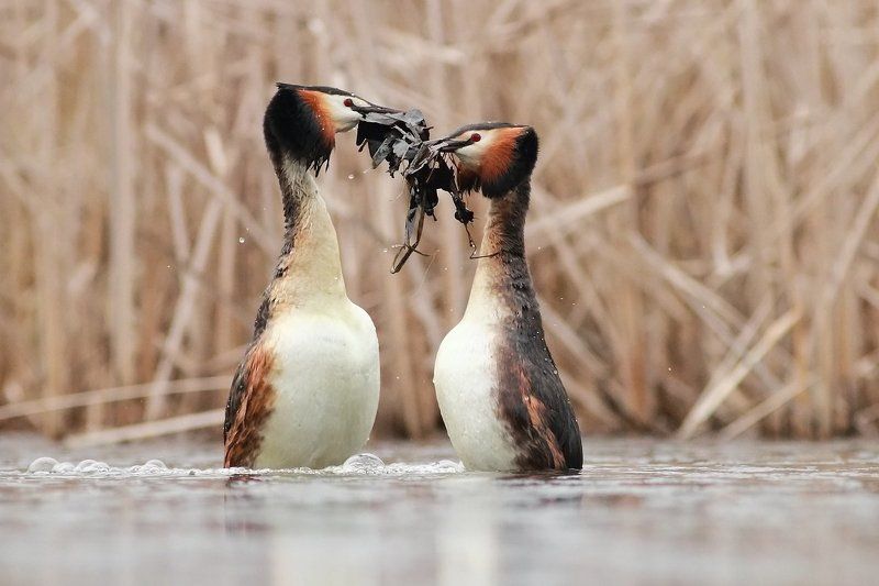 Great Crested Grebe фото превью