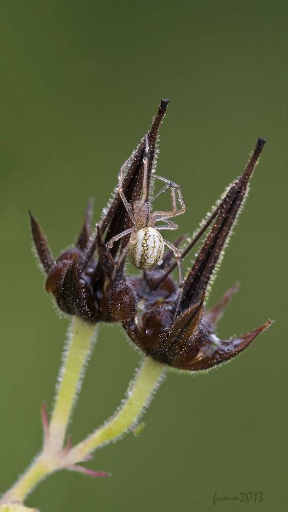 , Игорь ФУММ