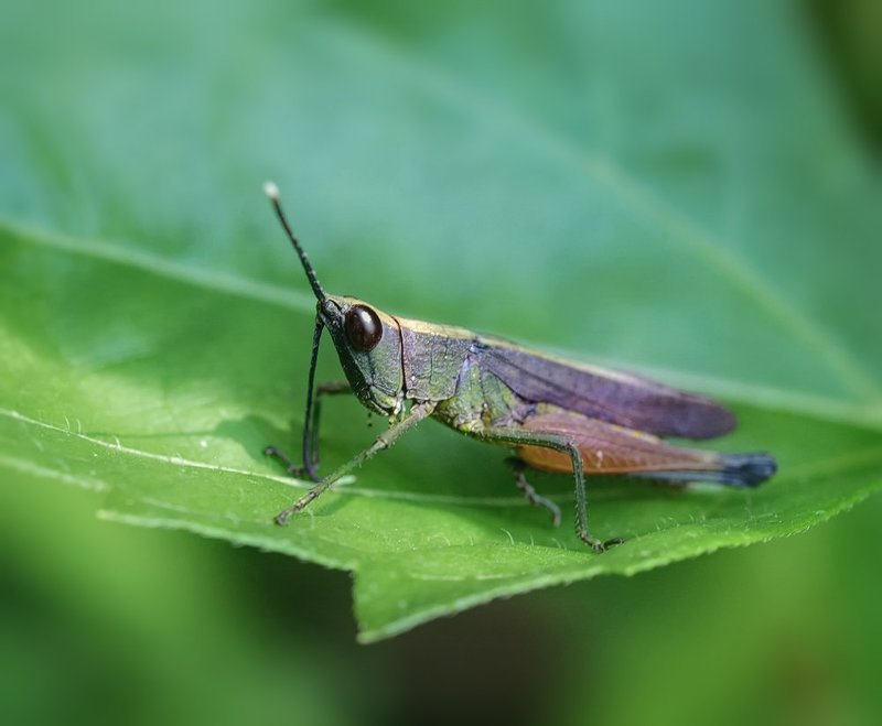 *** фото превью