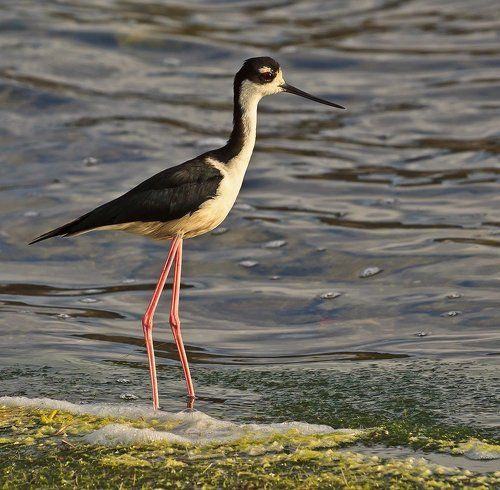 Ходулочник